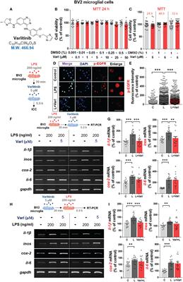 Inhibiting EGFR/HER-2 ameliorates neuroinflammatory responses and the early stage of tau pathology through DYRK1A